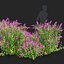 Buddleja davidii bushes 2
