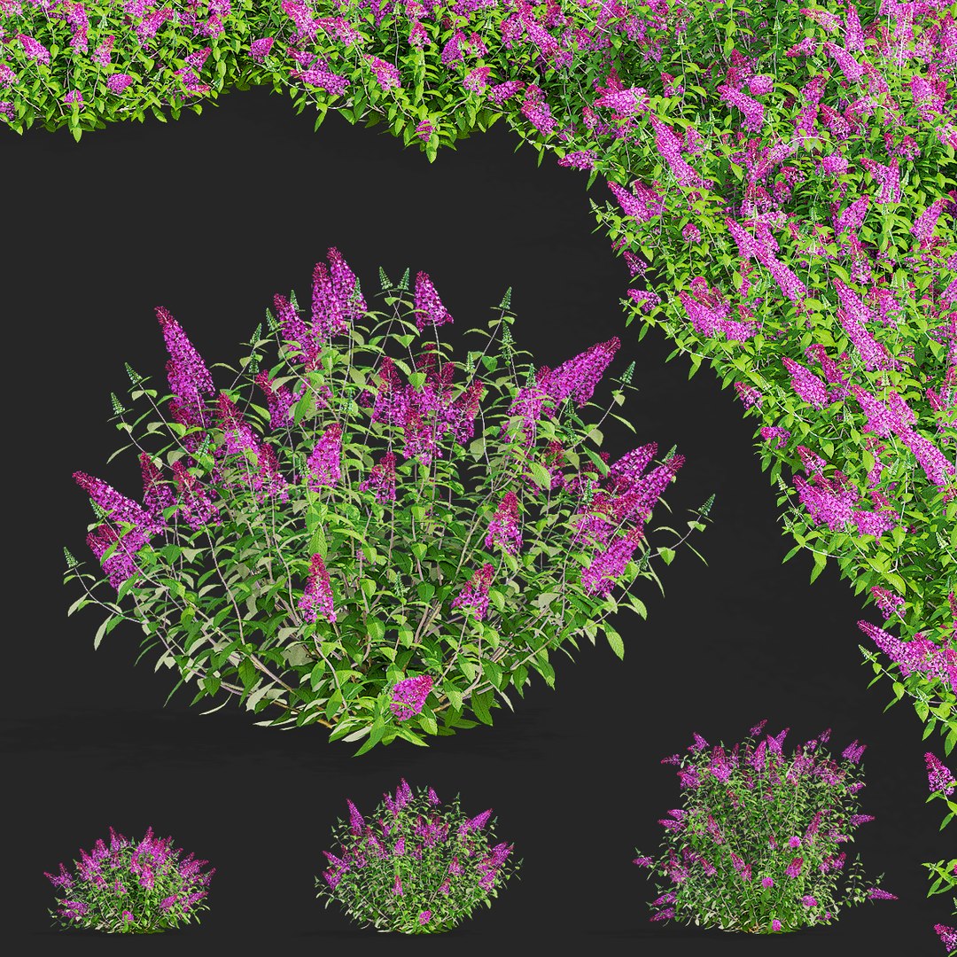 3D Buddleja davidii bushes 2 model https://p.turbosquid.com/ts-thumb/LX/vKW97C/Gp/buddleja_davidiii_2_preview_01_clear/jpg/1684955288/1920x1080/fit_q87/53118bad1485c982366adfdf6959a1b16a6579b7/buddleja_davidiii_2_preview_01_clear.jpg
