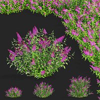 Buddleja davidii bushes 2