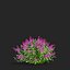 Buddleja davidii bushes 2