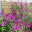 Buddleja davidii bushes 2