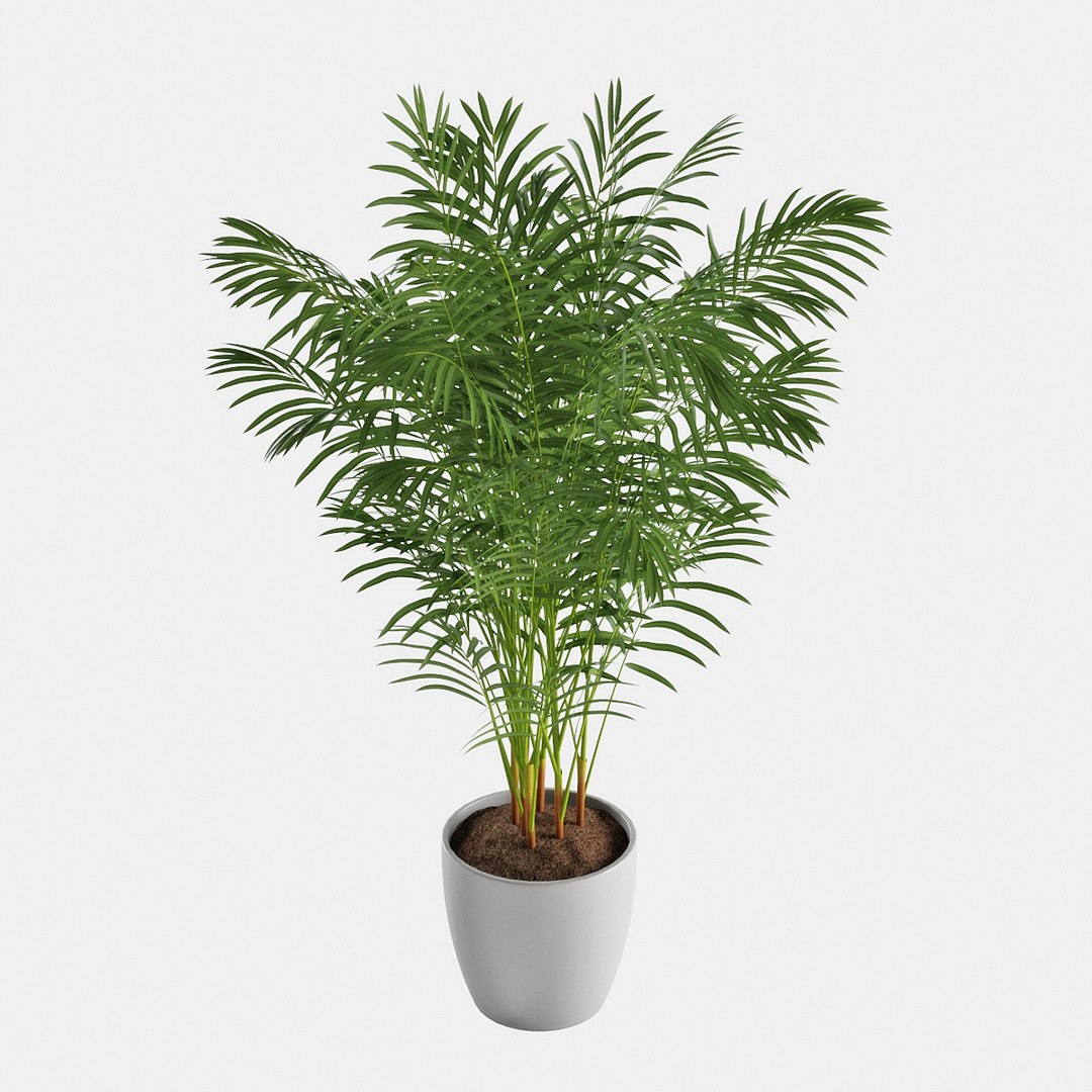 Areca Palm Model - TurboSquid 1449061