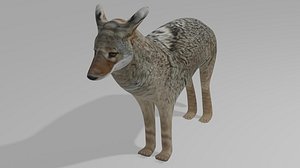 3D Realistic Coyote OBJ