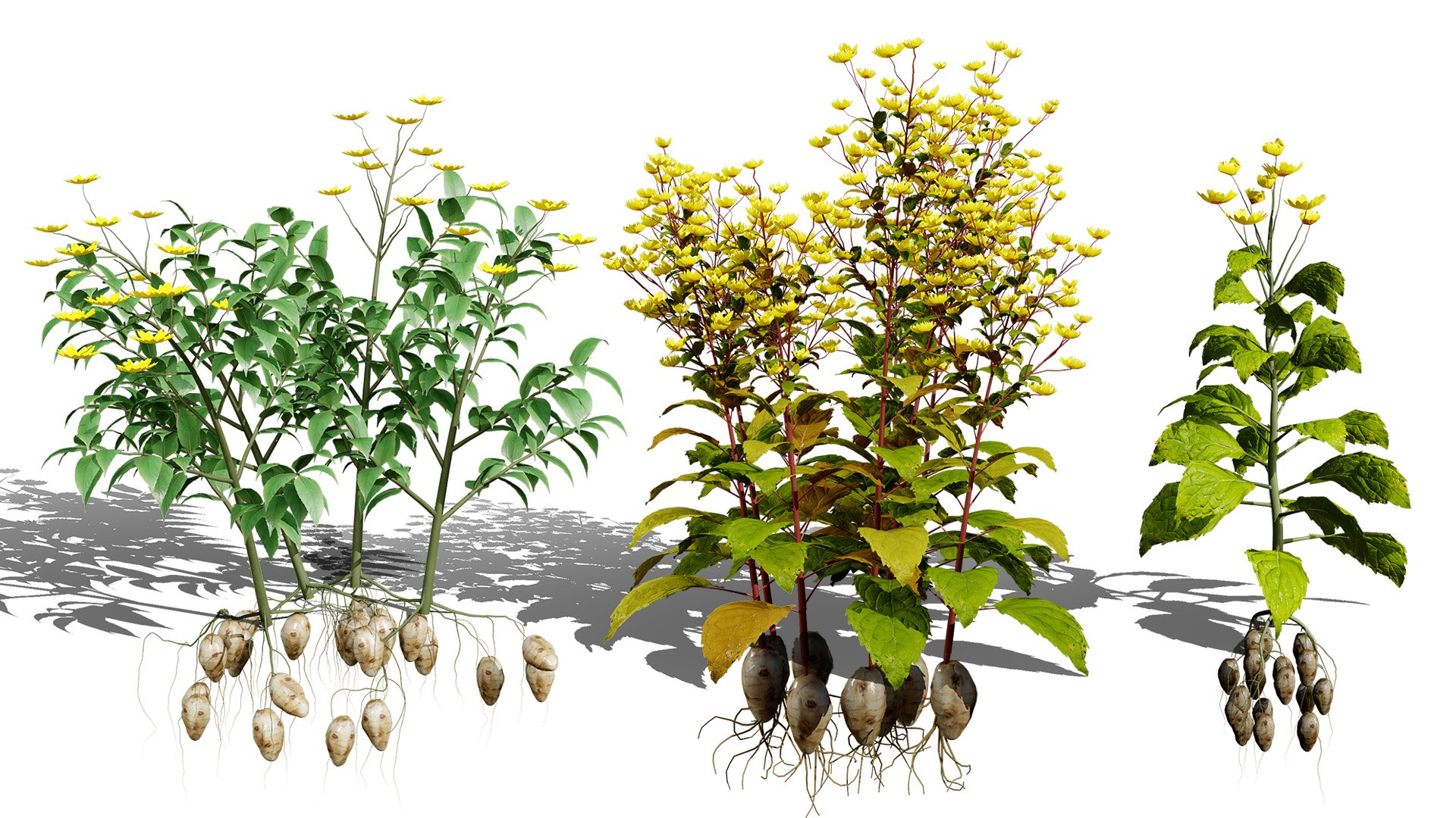 3D 106 North American Plants Wildflowers Shrubs  Vines Pack https://p.turbosquid.com/ts-thumb/LY/48xJ73/C4/jerusalemartichoke3dmodelpack1/jpg/1786368993/1920x1080/fit_q87/11ffd831851d9503e1f8ff45bdeaee0bf1af4d9e/jerusalemartichoke3dmodelpack1.jpg
