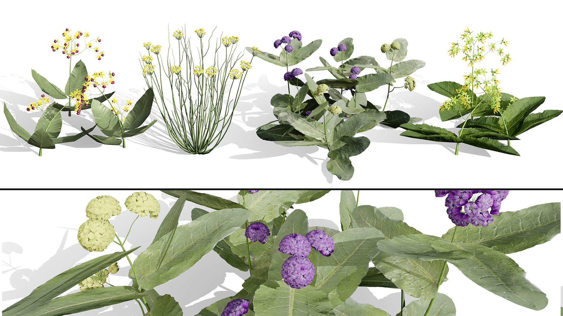 3D 106 North American Plants Wildflowers Shrubs  Vines Pack https://p.turbosquid.com/ts-thumb/LY/48xJ73/Cl/northamericanmilkweedsv05pack1/jpg/1786368996/1920x1080/fit_q87/3730bfa2776fad212d520ba7fa882696ac5c54f9/northamericanmilkweedsv05pack1.jpg