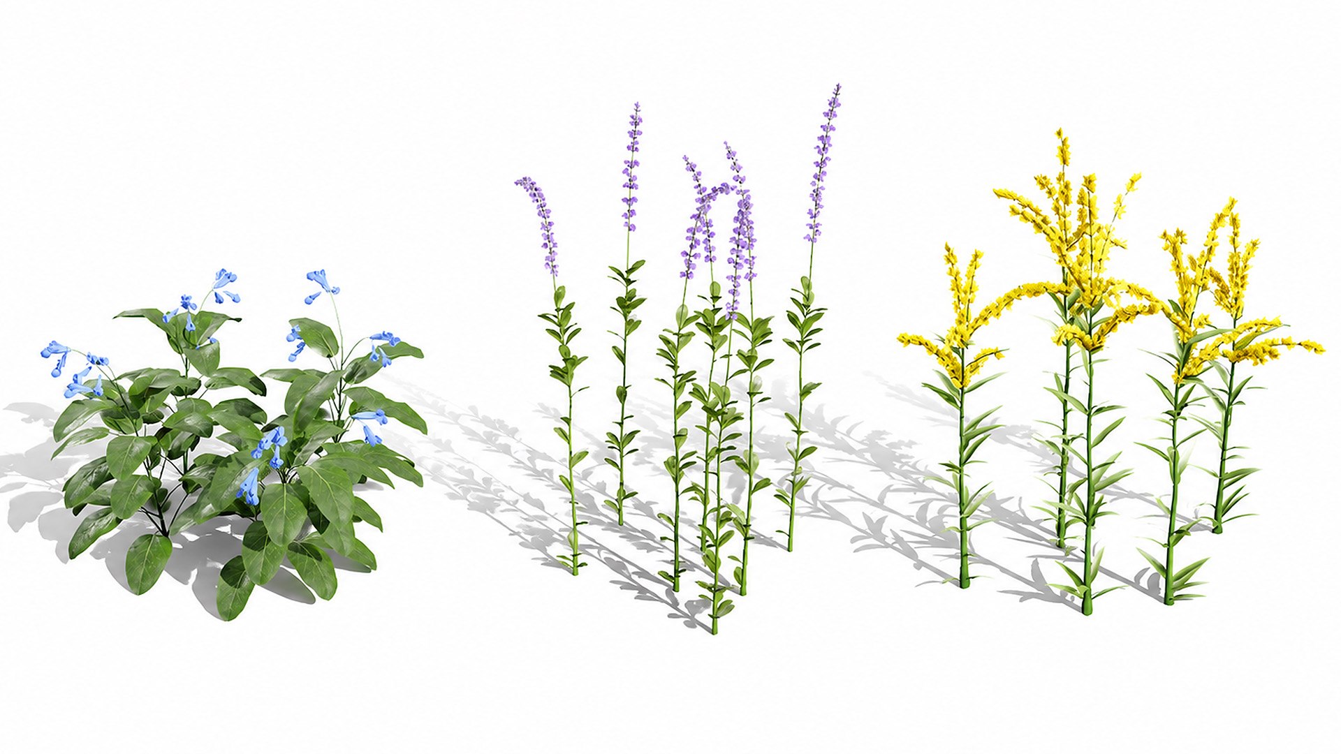 3D 106 North American Plants Wildflowers Shrubs  Vines Pack https://p.turbosquid.com/ts-thumb/LY/48xJ73/FV/northamericanwildflowers011/jpg/1786369002/1920x1080/fit_q87/1c79fd622ea235e1c6fbffebe930d9c53e030317/northamericanwildflowers011.jpg