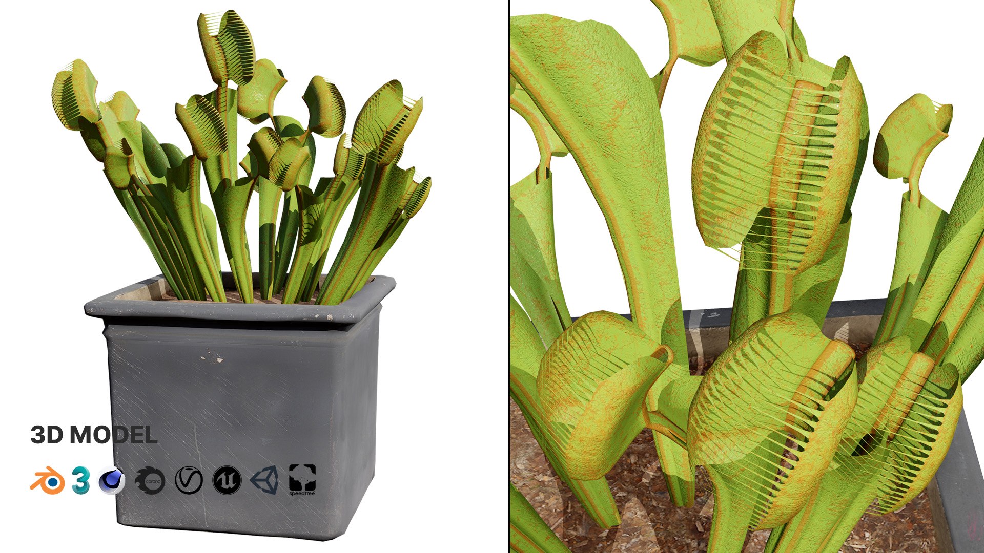 3D 106 North American Plants Wildflowers Shrubs  Vines Pack https://p.turbosquid.com/ts-thumb/LY/48xJ73/Fm/venusflytrap1/jpg/1786369005/1920x1080/fit_q87/7c91a4566985064fdc608e0acf488a9eada45aee/venusflytrap1.jpg