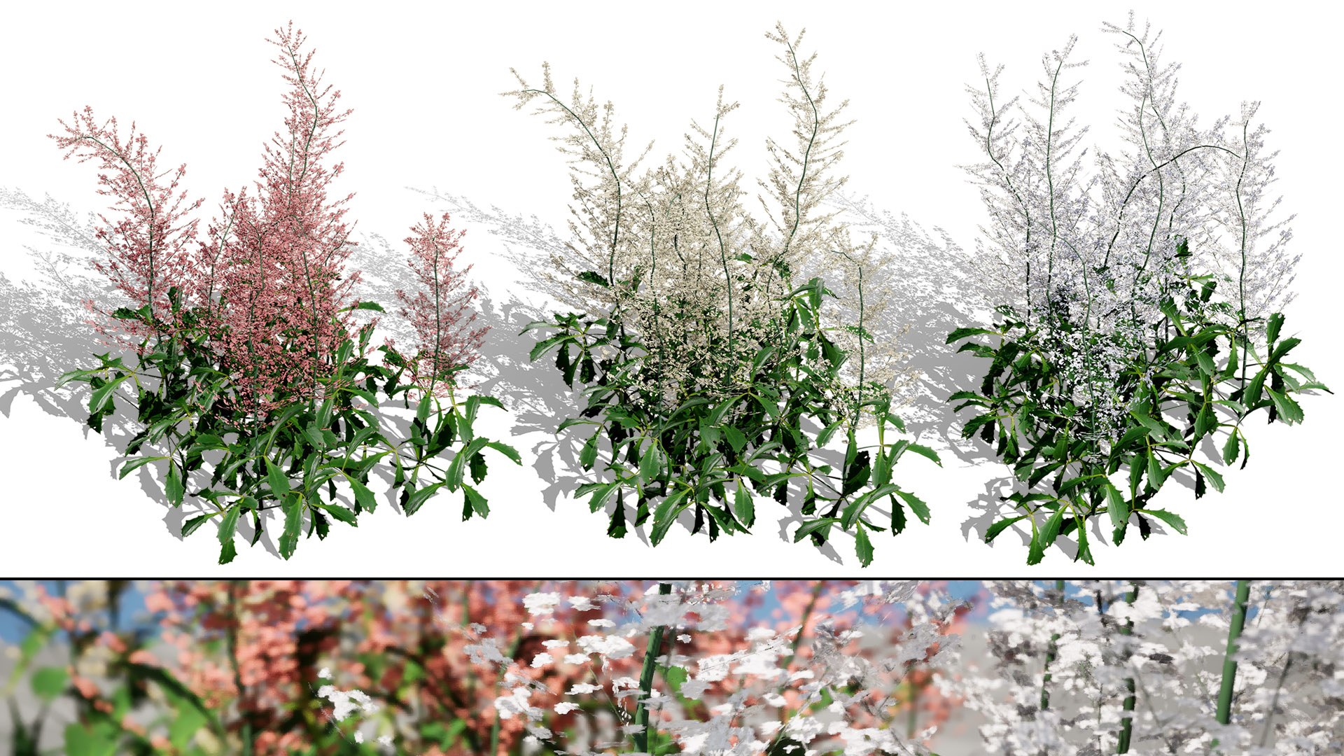 3D 106 North American Plants Wildflowers Shrubs  Vines Pack https://p.turbosquid.com/ts-thumb/LY/48xJ73/I1/henniegraaflandastilbe1/jpg/1786368993/1920x1080/fit_q87/30435260cb54a5b86152c0fce4c9159b6cf70557/henniegraaflandastilbe1.jpg