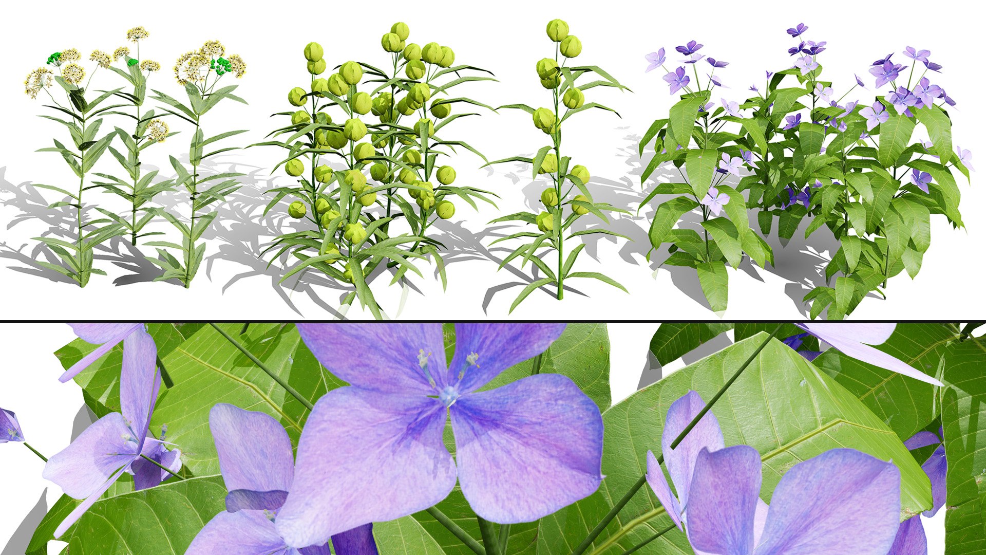 3D 106 North American Plants Wildflowers Shrubs  Vines Pack https://p.turbosquid.com/ts-thumb/LY/48xJ73/IH/northamericanmilkweedscollectionv061/jpg/1786368995/1920x1080/fit_q87/a7f4a4bbcfb0eff817bf0af749f36e5ba5053f84/northamericanmilkweedscollectionv061.jpg