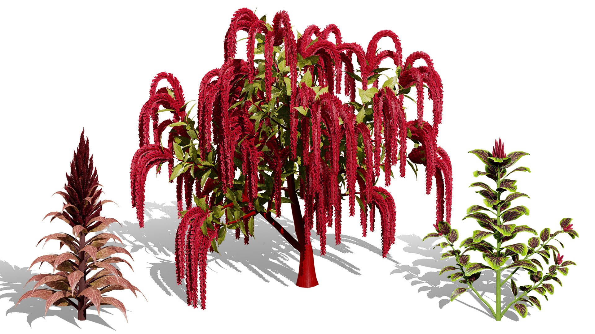 3D 106 North American Plants Wildflowers Shrubs  Vines Pack https://p.turbosquid.com/ts-thumb/LY/48xJ73/IX/amaranthuscollection3dmodel1/jpg/1786368986/1920x1080/fit_q87/2ff36bd210c90331af14bcec8ba478c323b0af18/amaranthuscollection3dmodel1.jpg