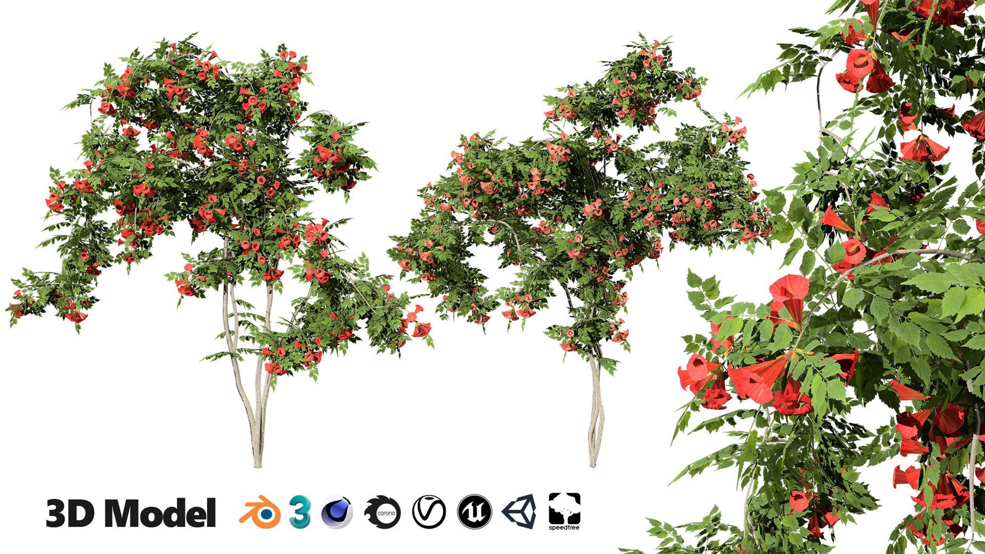 3D 106 North American Plants Wildflowers Shrubs  Vines Pack https://p.turbosquid.com/ts-thumb/LY/48xJ73/ML/classicflamencocampsisradicansvine3dmodels/jpg/1786368989/1920x1080/fit_q87/59dd7ad5b708e165cbbdf80442739bbd85cbbe9e/classicflamencocampsisradicansvine3dmodels.jpg