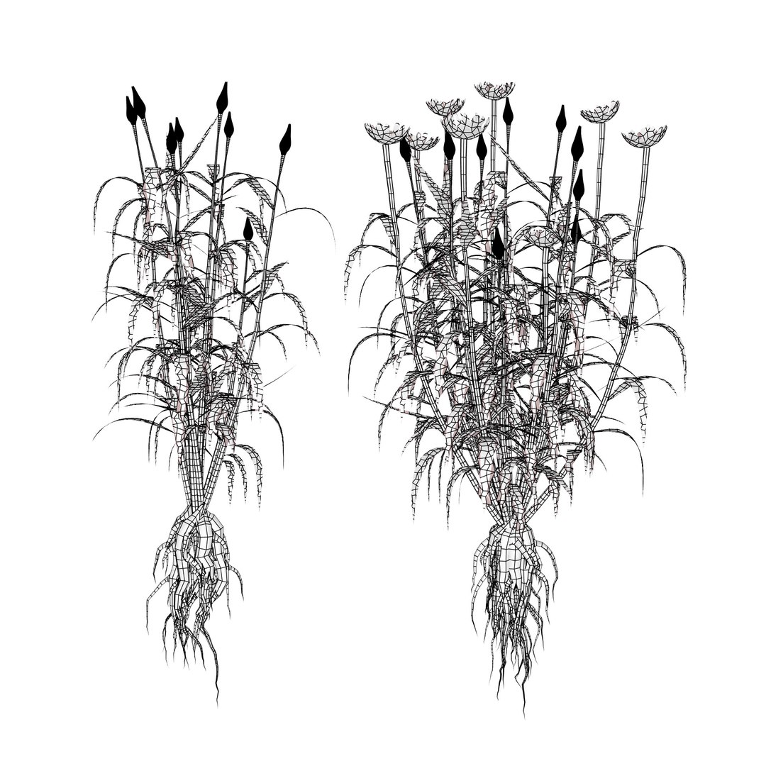 3D 106 North American Plants Wildflowers Shrubs  Vines Pack https://p.turbosquid.com/ts-thumb/LY/48xJ73/NC/northamericnsalsifyvegetableplantfrom4/jpg/1786369025/1920x1080/fit_q87/507504d525e2d486cdf82fe3d88a844a45cfde5f/northamericnsalsifyvegetableplantfrom4.jpg