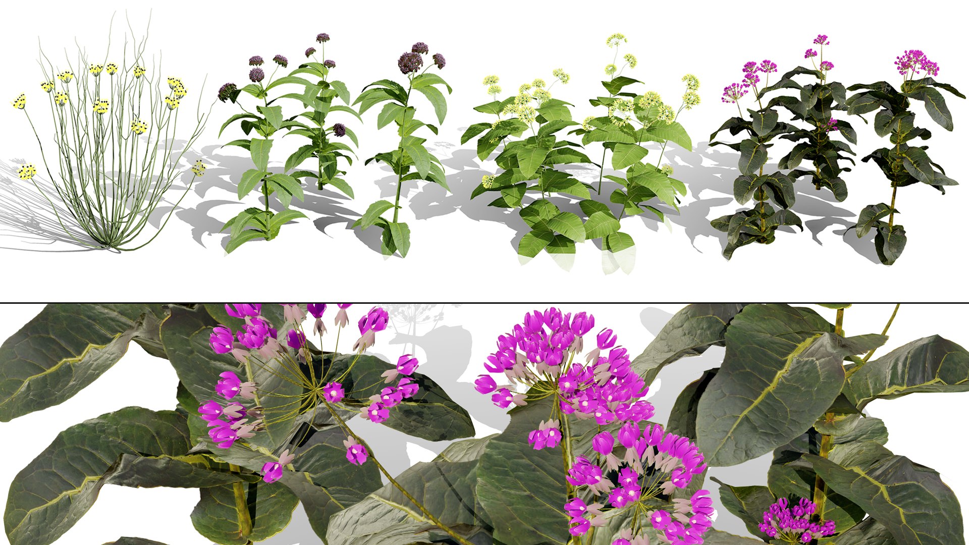 3D 106 North American Plants Wildflowers Shrubs  Vines Pack https://p.turbosquid.com/ts-thumb/LY/48xJ73/OE/northamericanmilkweedsvol.041/jpg/1786368998/1920x1080/fit_q87/2049dcef66a3e4e013d09aaac96c4e19189a6b18/northamericanmilkweedsvol.041.jpg