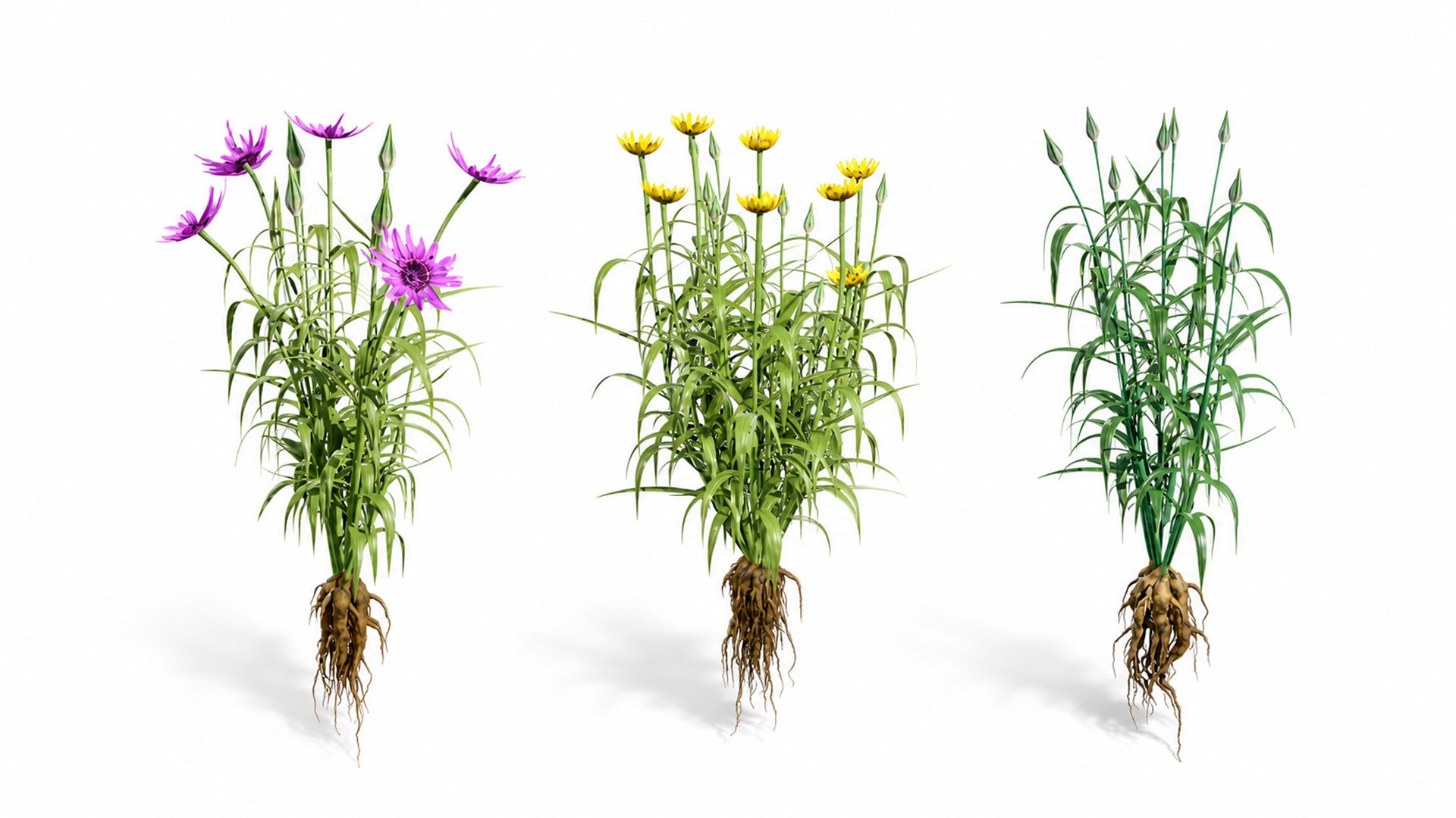 3D 106 North American Plants Wildflowers Shrubs  Vines Pack https://p.turbosquid.com/ts-thumb/LY/48xJ73/Yz/northamericnsalsifyvegetableplantfrom1/jpg/1786369003/1920x1080/fit_q87/fe55fa10f962238d807b0663d8cec888d074d0c6/northamericnsalsifyvegetableplantfrom1.jpg