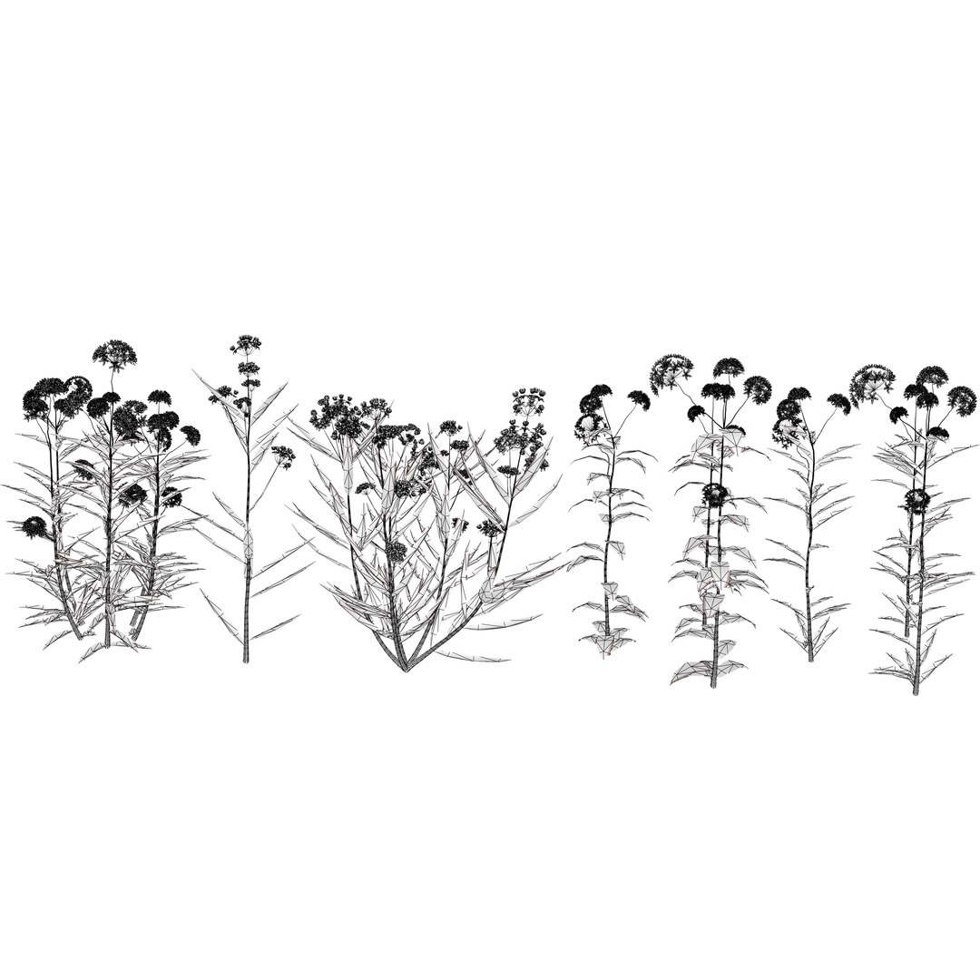 3D 106 North American Plants Wildflowers Shrubs  Vines Pack https://p.turbosquid.com/ts-thumb/LY/48xJ73/ZL/northamericanmilkweedcollectionv032/jpg/1786369019/1920x1080/fit_q87/0db585ed7964b31d1519fe23ae7bd8012b7fb285/northamericanmilkweedcollectionv032.jpg