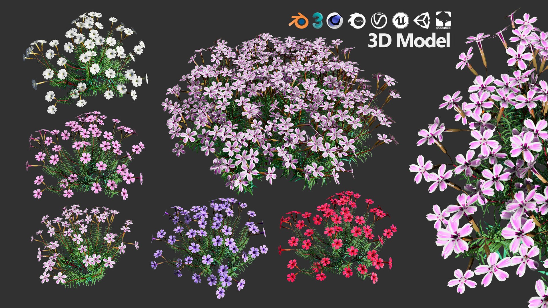 3D 106 North American Plants Wildflowers Shrubs  Vines Pack https://p.turbosquid.com/ts-thumb/LY/48xJ73/cs/phloxsubulatafloweringplantin5variations7/jpg/1786369003/1920x1080/fit_q87/a8af2c74c4ec07e1171057c9b5f5de2d95ffba0a/phloxsubulatafloweringplantin5variations7.jpg