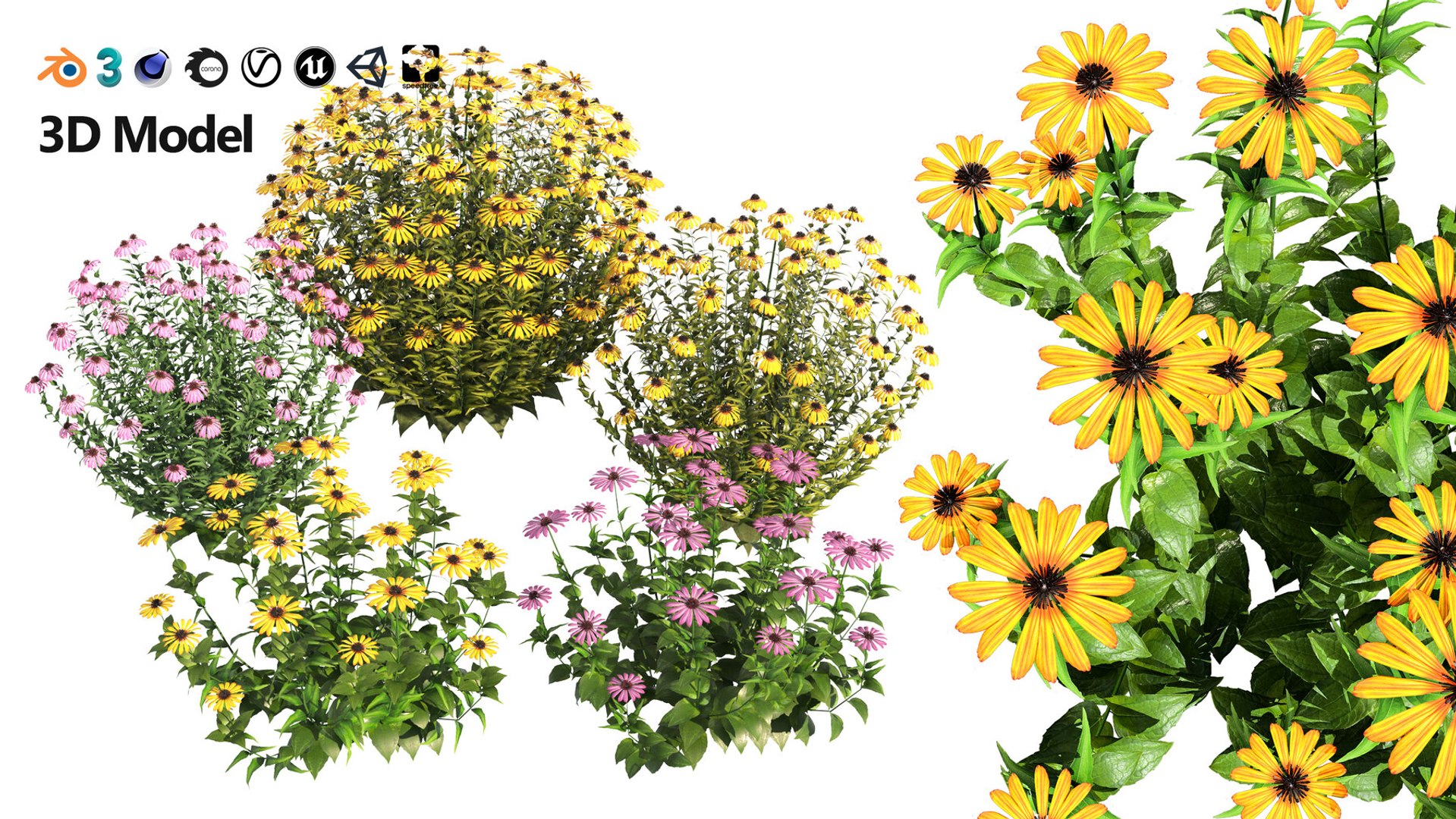 3D 106 North American Plants Wildflowers Shrubs  Vines Pack https://p.turbosquid.com/ts-thumb/LY/48xJ73/is/coneflowersandblackeyedsusans3/jpg/1786368991/1920x1080/fit_q87/f557a90b4256deb62c06856cd566c2c020998742/coneflowersandblackeyedsusans3.jpg