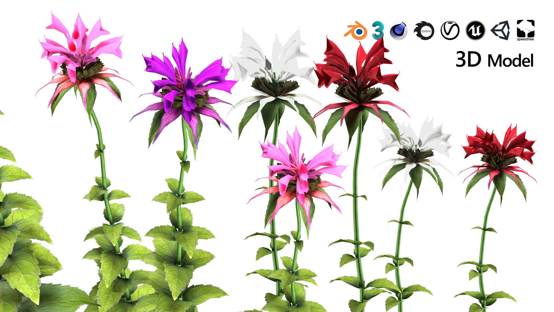 3D 106 North American Plants Wildflowers Shrubs  Vines Pack https://p.turbosquid.com/ts-thumb/LY/48xJ73/jv/scarletbeebalmflowers3dmodel7/jpg/1786369004/1920x1080/fit_q87/ae61254035f3d5eb11559f9875f4d9d3203c95d7/scarletbeebalmflowers3dmodel7.jpg