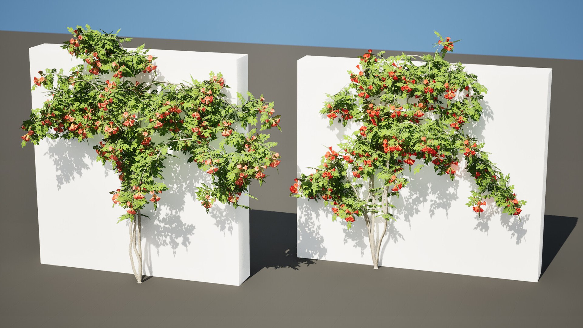 3D 106 North American Plants Wildflowers Shrubs  Vines Pack https://p.turbosquid.com/ts-thumb/LY/48xJ73/lx/classicflamencocampsisradicansvine3/jpg/1786368990/1920x1080/fit_q87/a720eb4793dcfd13f6f29321fd60981d9d339a71/classicflamencocampsisradicansvine3.jpg