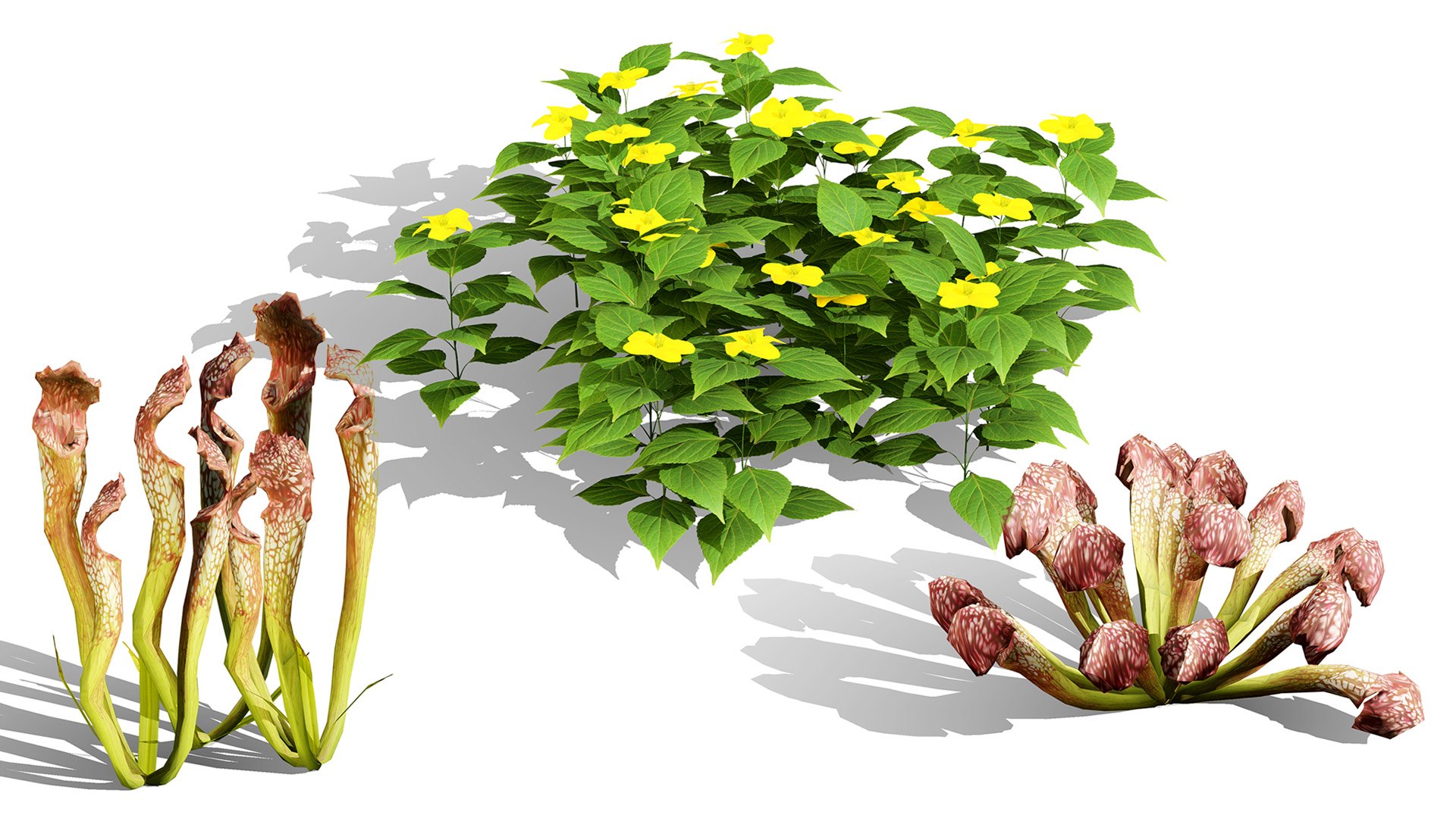 3D 106 North American Plants Wildflowers Shrubs  Vines Pack https://p.turbosquid.com/ts-thumb/LY/48xJ73/nL/northamericanspeciesset1/jpg/1786369001/1920x1080/fit_q87/95462f60a42d04c0d5acb46be090ac16492dcf08/northamericanspeciesset1.jpg