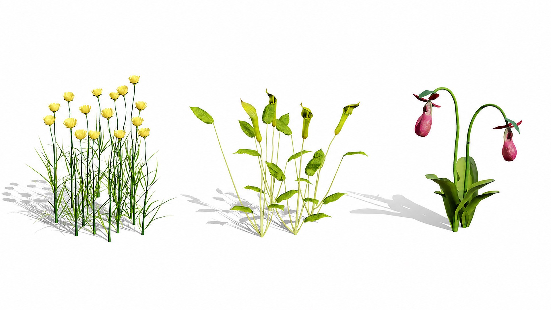 3D 106 North American Plants Wildflowers Shrubs  Vines Pack https://p.turbosquid.com/ts-thumb/LY/48xJ73/nZ/northamericanwildflowers2/jpg/1786369001/1920x1080/fit_q87/7827583c4304a41e717308552596acf9f1aa3f64/northamericanwildflowers2.jpg