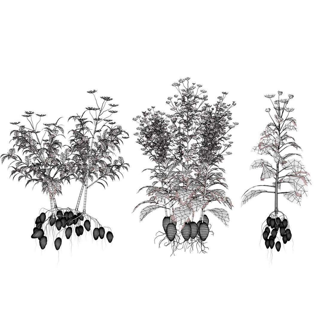 3D 106 North American Plants Wildflowers Shrubs  Vines Pack https://p.turbosquid.com/ts-thumb/LY/48xJ73/nk/jerusalemartichoke3dmodelpack6/jpg/1786369016/1920x1080/fit_q87/aaabf20249e4aff3ef66b28f87bdeb1db4a3776d/jerusalemartichoke3dmodelpack6.jpg