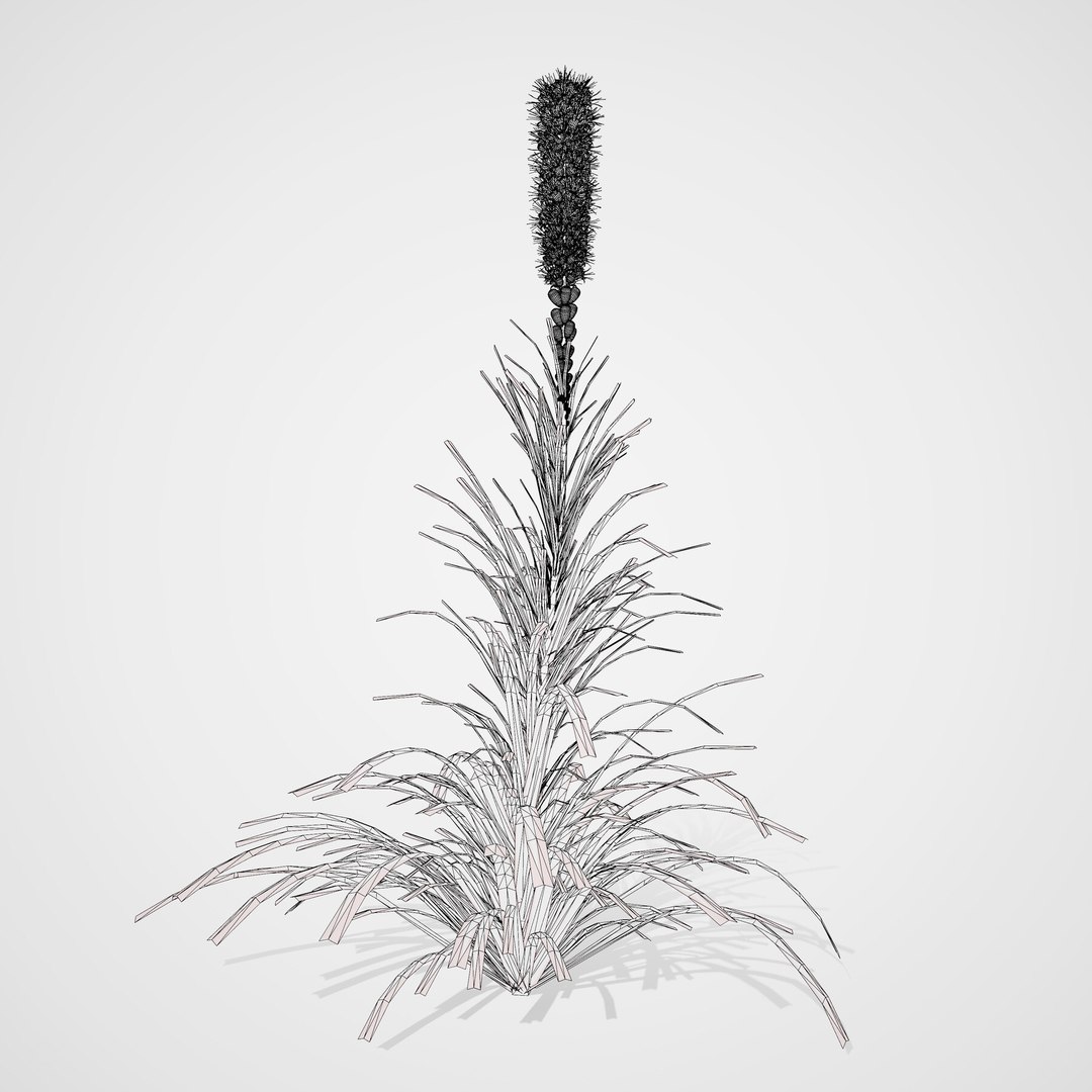 3D 106 North American Plants Wildflowers Shrubs  Vines Pack https://p.turbosquid.com/ts-thumb/LY/48xJ73/sQ/realisticandoptimizedblazingstarflowers5/jpg/1786369027/1920x1080/fit_q87/5003654ded2c3d84f7ad219970525d594788dcd2/realisticandoptimizedblazingstarflowers5.jpg