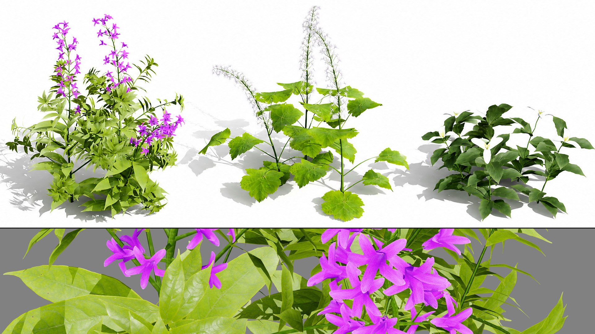 3D 106 North American Plants Wildflowers Shrubs  Vines Pack https://p.turbosquid.com/ts-thumb/LY/48xJ73/vg/northamericanwildflowers021/jpg/1786369002/1920x1080/fit_q87/aeabf66e8a515339e9f2b317a264cf7f12eebbdf/northamericanwildflowers021.jpg