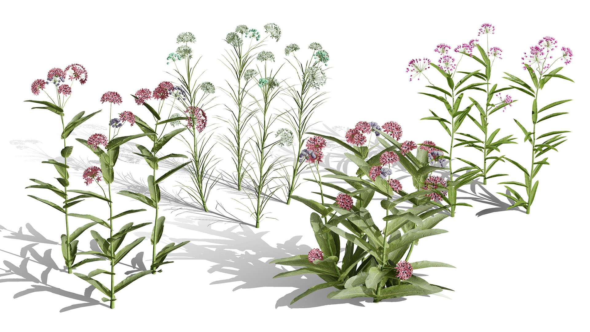 3D 106 North American Plants Wildflowers Shrubs  Vines Pack https://p.turbosquid.com/ts-thumb/LY/48xJ73/zZ/asclepiasspeciesbundle3dmax1/jpg/1786368988/1920x1080/fit_q87/799b80f275b833dd4fde16c578f14f1d7d8002f7/asclepiasspeciesbundle3dmax1.jpg