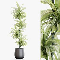 Plants collection 1170