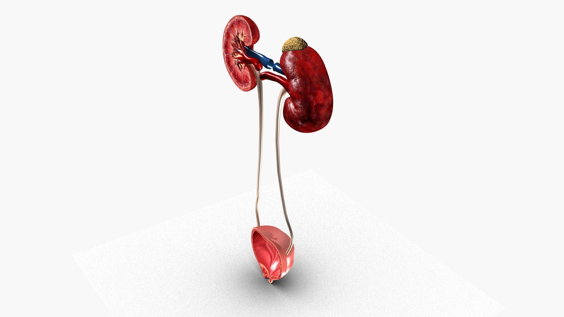 Kidneys 3D model https://p.turbosquid.com/ts-thumb/LY/CsdrNo/6z/ps2/jpg/1780225476/1920x1080/fit_q87/f0476a1c7e4cb07c0313020739e26066f132b9b5/ps2.jpg