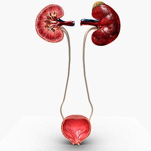 Kidneys 3D model