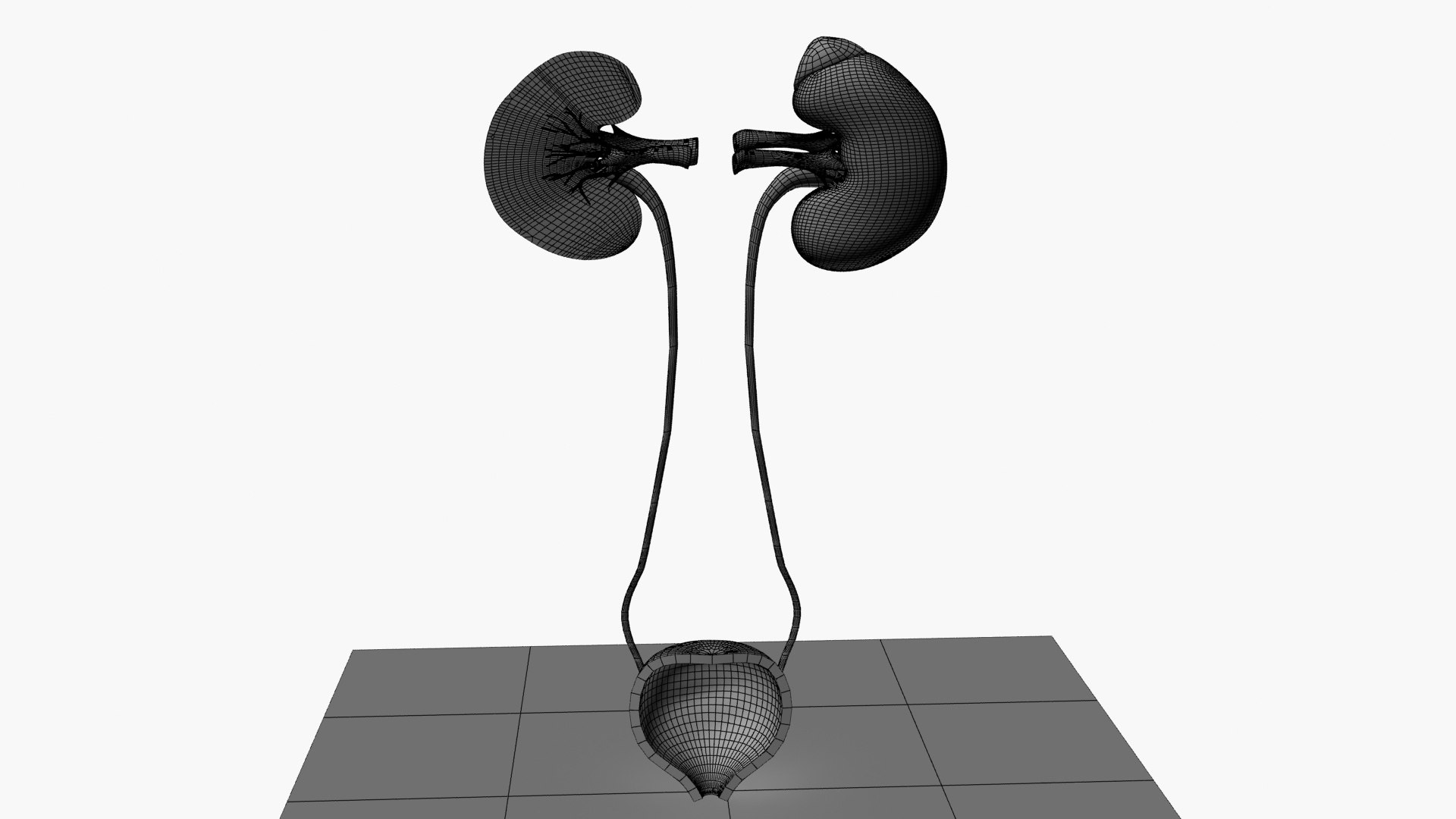 Kidneys 3D model https://p.turbosquid.com/ts-thumb/LY/CsdrNo/Ca/wireframe/jpg/1780225517/1920x1080/fit_q87/4df6e8a4c72f6902933c9404dd7b98d4d6fc9700/wireframe.jpg