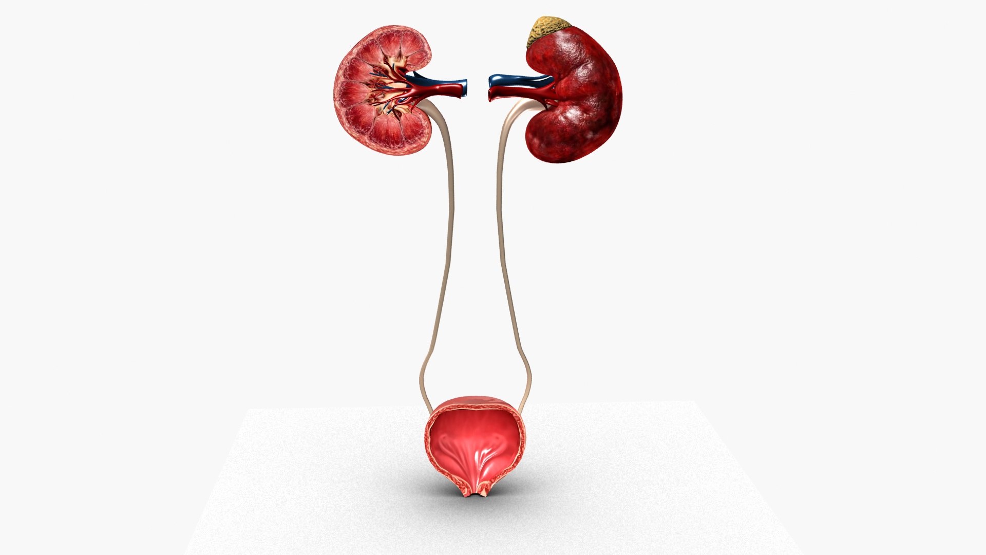 Kidneys 3D model https://p.turbosquid.com/ts-thumb/LY/CsdrNo/ew/ps1/jpg/1780225457/1920x1080/fit_q87/0ca4c7e199296fcc7632ec958491c7682fb92c55/ps1.jpg