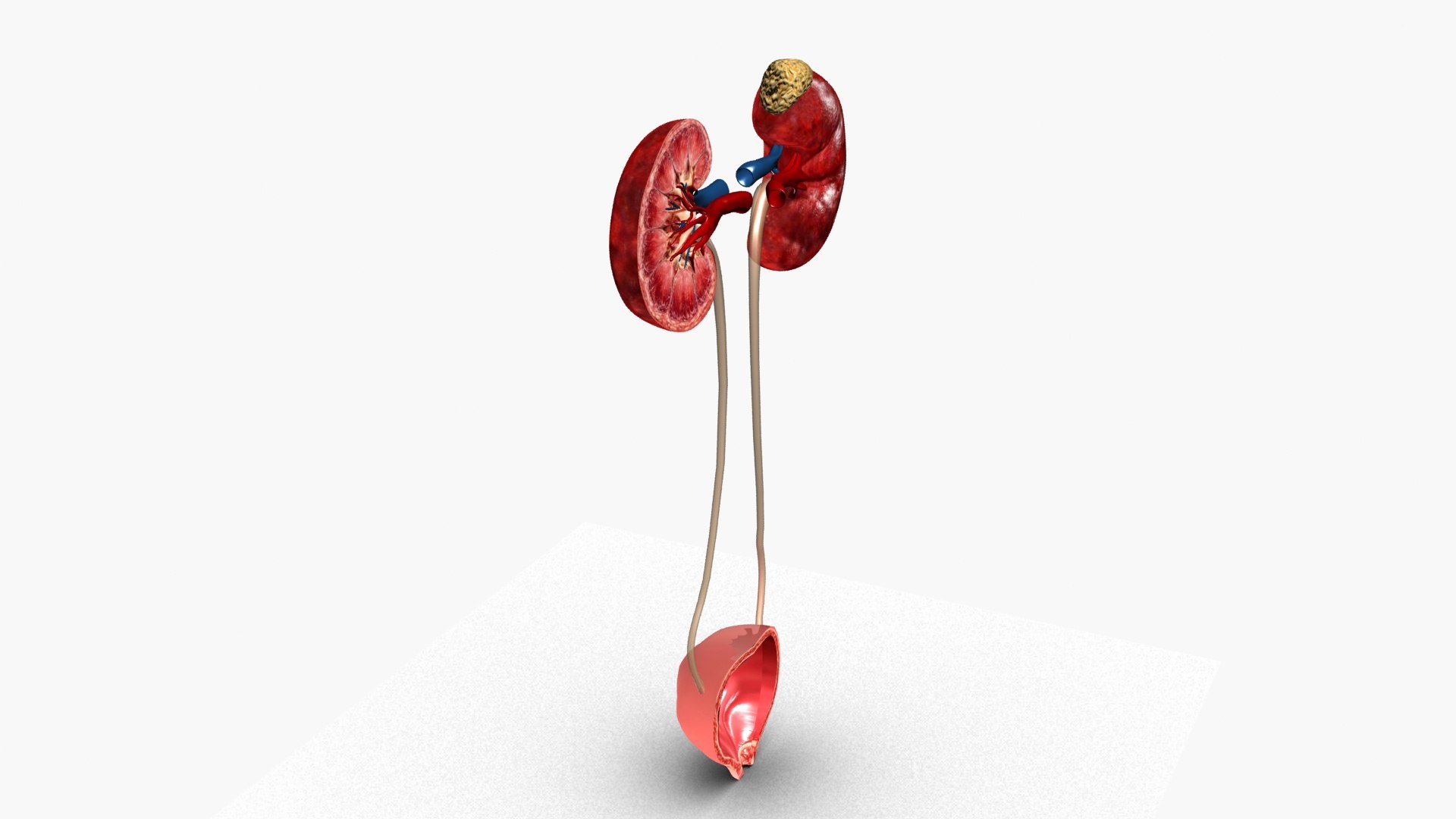 Kidneys 3D model https://p.turbosquid.com/ts-thumb/LY/CsdrNo/gl/ps3/jpg/1780225484/1920x1080/fit_q87/86f5dc15f96b723c1942975dad3ba83938164dc9/ps3.jpg