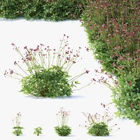 Astrantia major ruby cloud