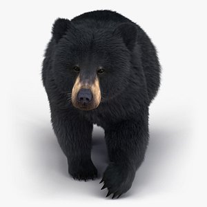 black bear rigged fur 3D model