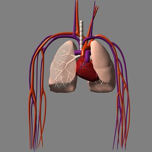 heart arteries lungs 3d model