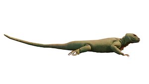 Lizard