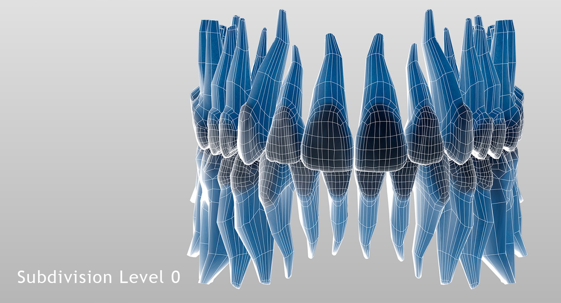 3D Model Teeth V-ray Anatomy Dentition - TurboSquid 1446762
