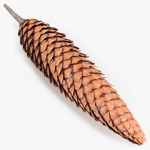 Opened Pine Seed Cone