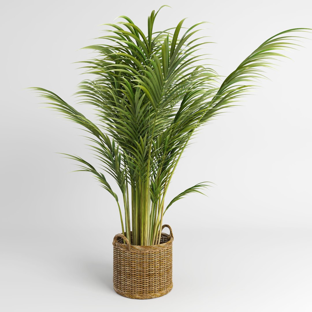 3d model areca palm trees plant https://p.turbosquid.com/ts-thumb/LZ/EnGGZz/8ilcz6Jc/arecapalm5/jpg/1476296503/1920x1080/fit_q87/a6a8544bf8b27a131a728e5e861716b6db360960/arecapalm5.jpg