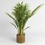 Areca palmeras