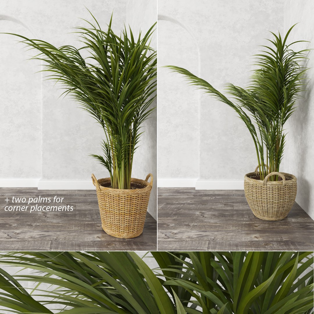 3d model areca palm trees plant https://p.turbosquid.com/ts-thumb/LZ/EnGGZz/9nDUe7ci/arecapalm2/jpg/1476296493/1920x1080/fit_q87/cbab088e87e36982e301f1b2d5bf93a4fa23e26a/arecapalm2.jpg