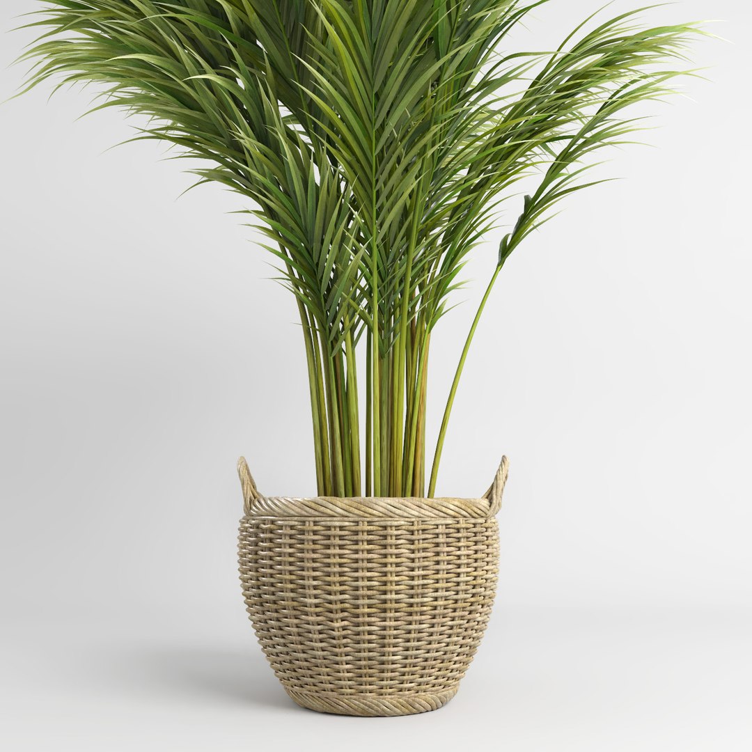 3d model areca palm trees plant https://p.turbosquid.com/ts-thumb/LZ/EnGGZz/C0rOJKT3/arecapalm10/jpg/1476296521/1920x1080/fit_q87/ee37cad7a6161a40e874bd9662ce0c6b8a1456cc/arecapalm10.jpg