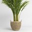 Areca palmeras