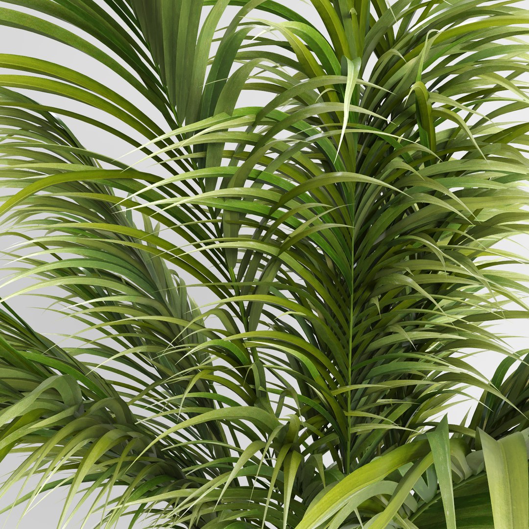 3d model areca palm trees plant https://p.turbosquid.com/ts-thumb/LZ/EnGGZz/CGO2oKL4/arecapalm8/jpg/1476296518/1920x1080/fit_q87/05b1c88e8be6e333843922c90df33fcce72efb7d/arecapalm8.jpg