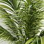 Areca palmeras