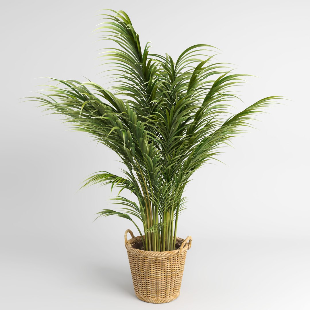 3d model areca palm trees plant https://p.turbosquid.com/ts-thumb/LZ/EnGGZz/MR6NhuPp/arecapalm4/jpg/1476296500/1920x1080/fit_q87/7757fe5121c661304456a3a57d88819f2960f0b0/arecapalm4.jpg