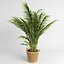 Areca palmeras